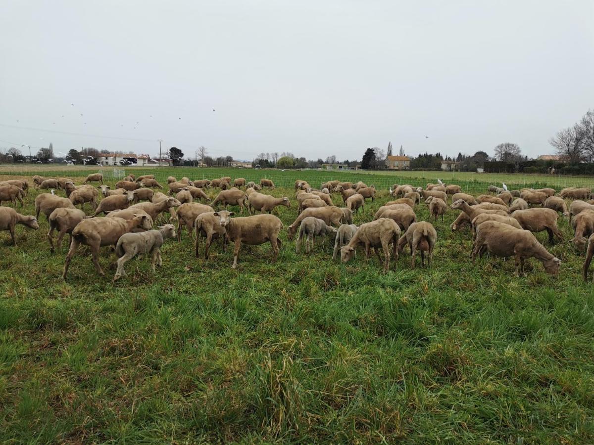 Maison De Vacances L'Hote Champetre Campagne Arlesienne ภายนอก รูปภาพ